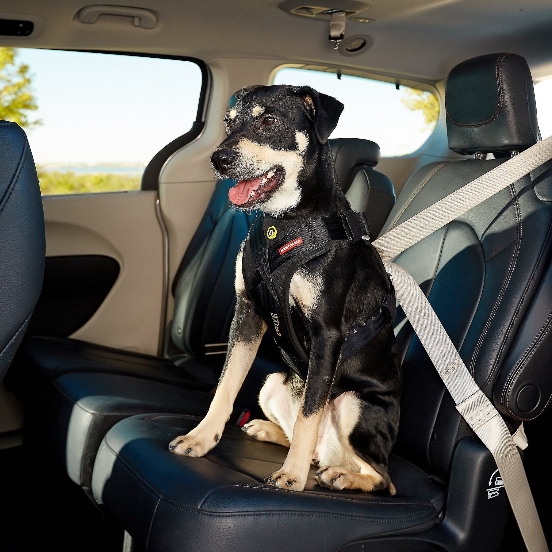 Carsafe Crash Tested Dog Harness - Company Of Animals FR