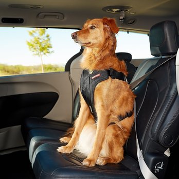 Dog Seat Belts & Safety Harnesses for Cars (Free Shipping) | Chewy