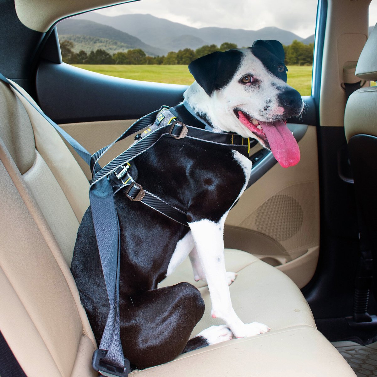 KURGO Impact Car Safety Dog Harness, Small 10 to 25 pounds
