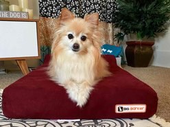 Big Barker Jr. Pillow Top with Headrest Orthopedic Dog Bed, Burgundy, Medium
