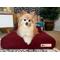 Show in main carousel: Big Barker Jr. Pillow Top with Headrest Orthopedic Dog Bed, Burgundy, Medium slide 1 of 10