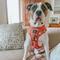 Show in main carousel: Sassy Woof Garfield Dog Harness, Medium: 18 to 25-in chest slide 5 of 6