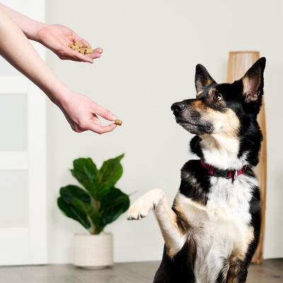 Show full view: Treatly Beef & Carrot with Collagen Freeze-Dried Dog Treats, 3-oz cube slide 4 of 10