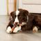 Show in main carousel: Treatly USA Beefhide Rolls 6 to 7-in Chicken & Beef Flavor Dog Chews, 5 count slide 4 of 10