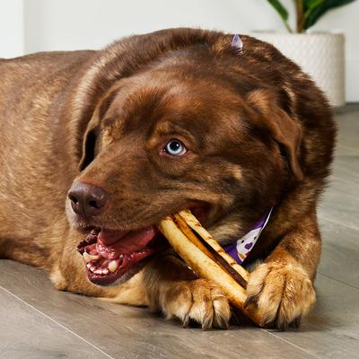 Show full view: Treatly USA Beefhide Rolls 8 to 9in Peanut Butter Flavor Dog Chews, 10 count slide 4 of 10