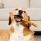 Show in main carousel: Treatly USA Beefhide Braids 12 to 13-in Chicken Flavor Dog Chews, 2 count slide 4 of 10