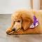 Show in main carousel: Treatly Beefhide Munchy Sticks 5-in Chicken Flavor Dog Chews, 40 count slide 4 of 10