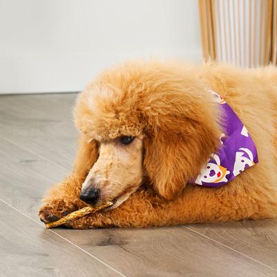 Show full view: Treatly Beefhide Munchy Sticks 5-in Chicken Flavor Dog Chews, 1.5-lb bag slide 4 of 10