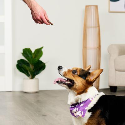 Show full view: Treatly PlantWise Sweet Potato & Berries Vegan Bars Dog Treats, 5-oz bag slide 4 of 10