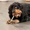 Show in main carousel: Treatly Beefhide Twist Sticks 5-in Natural Flavor Dog Chews, 1-lb bag slide 4 of 10