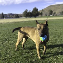 KONG Twistz High-Viz Dog Ropes Tug Toy Ball, Multicolor, Large slide 2 of 4
