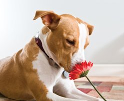 I'm a Good Dog: Pit Bulls, America's Most Beautiful (and Misunderstood) Pet slide 2 of 7