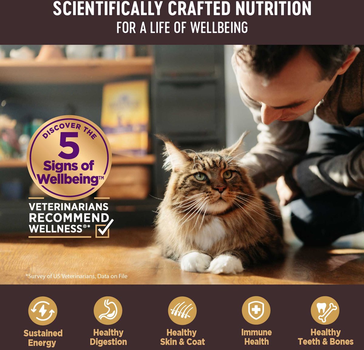 Wellness core grain top free kitten