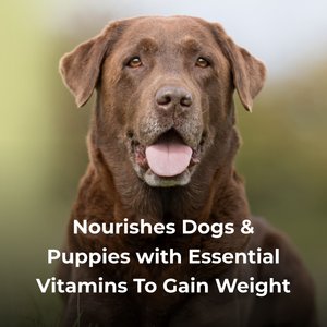 PetAg Dyne High Calorie Liquid Nutritional Supplement for Dogs, 16-oz bottle