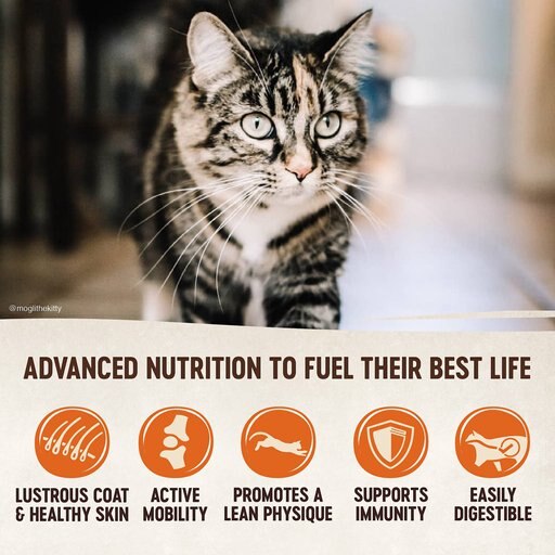 Wellness CORE Grain-Free Kitten Formula Natural Dry Cat Food, 5-lb bag