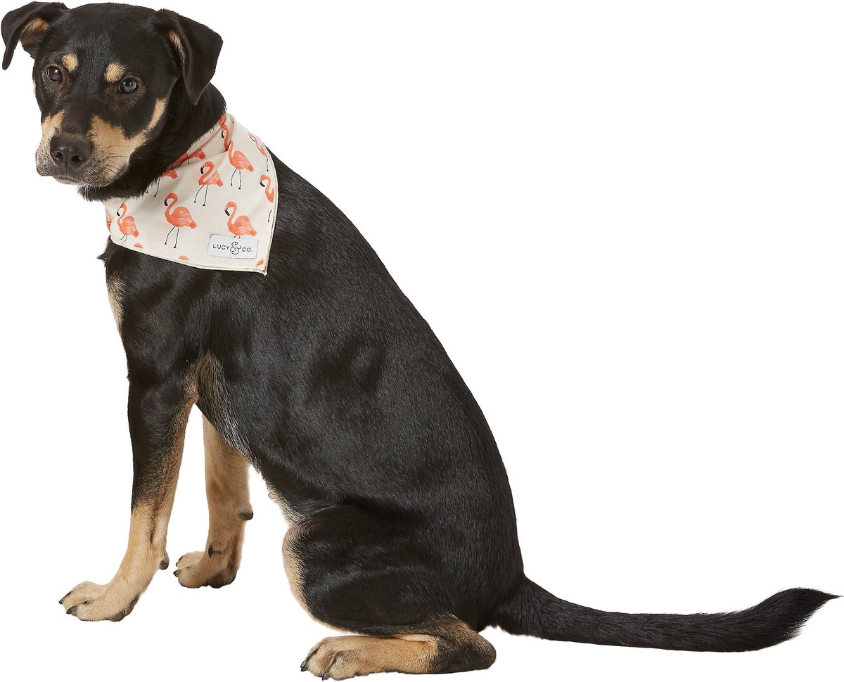 Bonds sales dog bandana