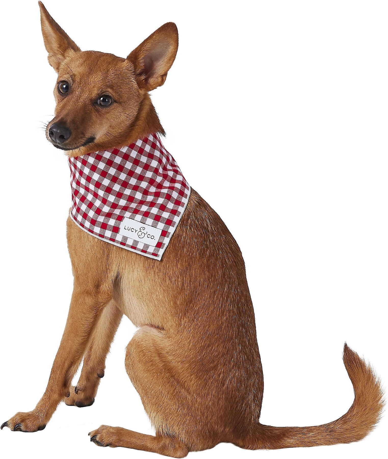 lucy and co bandanas