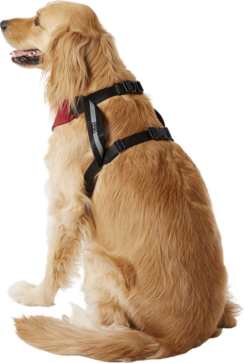 Sleepypod clickit sport hot sale dog safety harness