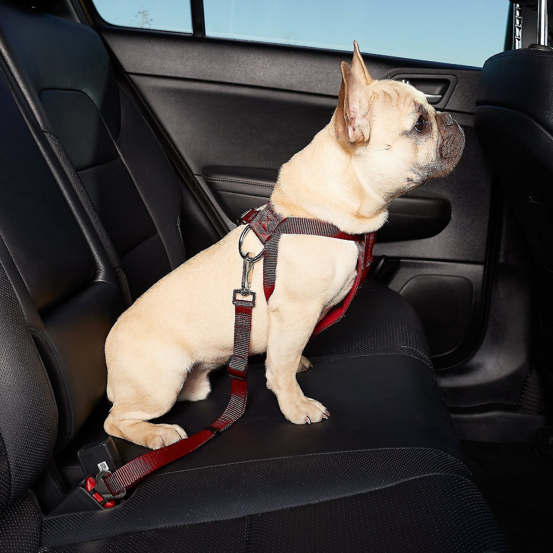HDP Car Dog Harness & Safety Seat Belt Travel Gear, Red, Small - Chewy.com