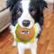 Show in main carousel: Pets First Hamburger Squeaky Dog Chew Toy, Seattle Seahawks slide 3 of 6