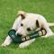 Show in main carousel: Pets First Hockey Stick Tough Squeaky Dog Chew Toy, Dallas Stars slide 2 of 6