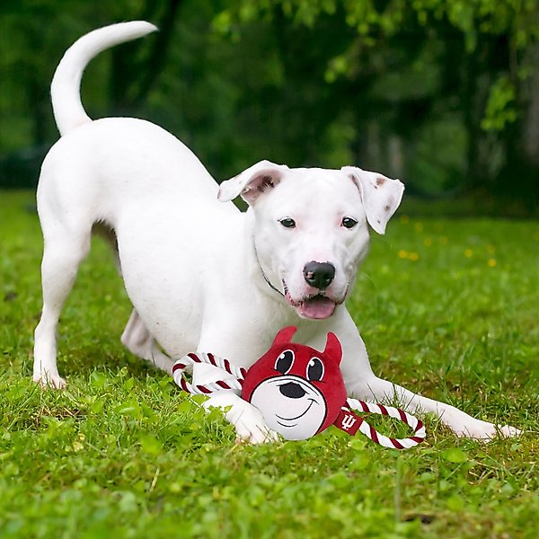 Show full view: Pets First Mascot Tough Squeaky Plush Dog Chew Toy, Indiana slide 2 of 5