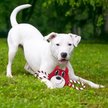 Show in main carousel: Pets First Mascot Tough Squeaky Plush Dog Chew Toy, Indiana slide 2 of 5
