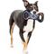 Show in main carousel: Pets First NASA Pull One Small Step Tough Squeaky Dog Chew Toy slide 2 of 5