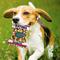Show in main carousel: Pets First Peanut Bag Squeaky Dog Chew Toy, Florida slide 3 of 6