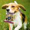 Show in main carousel: Pets First Peanut Bag Squeaky Dog Chew Toy, Las Vegas Raiders slide 3 of 6