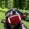 Show in main carousel: Pets First Nylon Football Tough Squeaky Dog Chew Toy, Arkansas slide 2 of 6