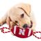 Show in main carousel: Pets First Nylon Football Tough Squeaky Dog Chew Toy, Nebraska slide 3 of 6