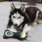 Show in main carousel: Pets First Squeaky Dental Dog Tug Toy, Green Bay Packers slide 4 of 7