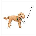 PetSafe 3-in-1 Reflective Dog Harness with Car Control Strap, Teal, Small: 19 to 24-in chest
