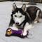 Show in main carousel: Pets First Squeaky Dental Dog Tug Toy, Minnesota Vikings slide 3 of 6