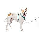 PetSafe 3-in-1 Reflective Dog Harness with Car Control Strap, Teal, Medium: 24 to 34-in chest