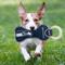 Show in main carousel: Pets First Squeaky Dental Dog Tug Toy, Seattle Seahawks slide 2 of 6