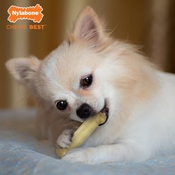 Nylabone FlexiChew Moderate Dog ChewToys, Triple Pack Variety, X-Small slide 2 of 9