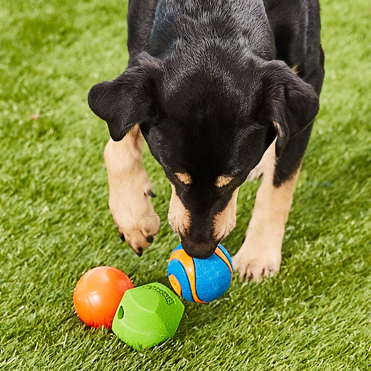 Discontinued - CHUCKIT! Fetch Ball Medley 2 Triple Pack Ball Dog Toy ...
