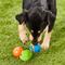 Show in main carousel: Chuckit! Fetch Ball Medley 2 Triple Pack Ball Dog Toy, Medium slide 4 of 8