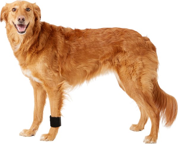 HandicappedPets Dog Wrist Wrap, Medium slide 1 of 7