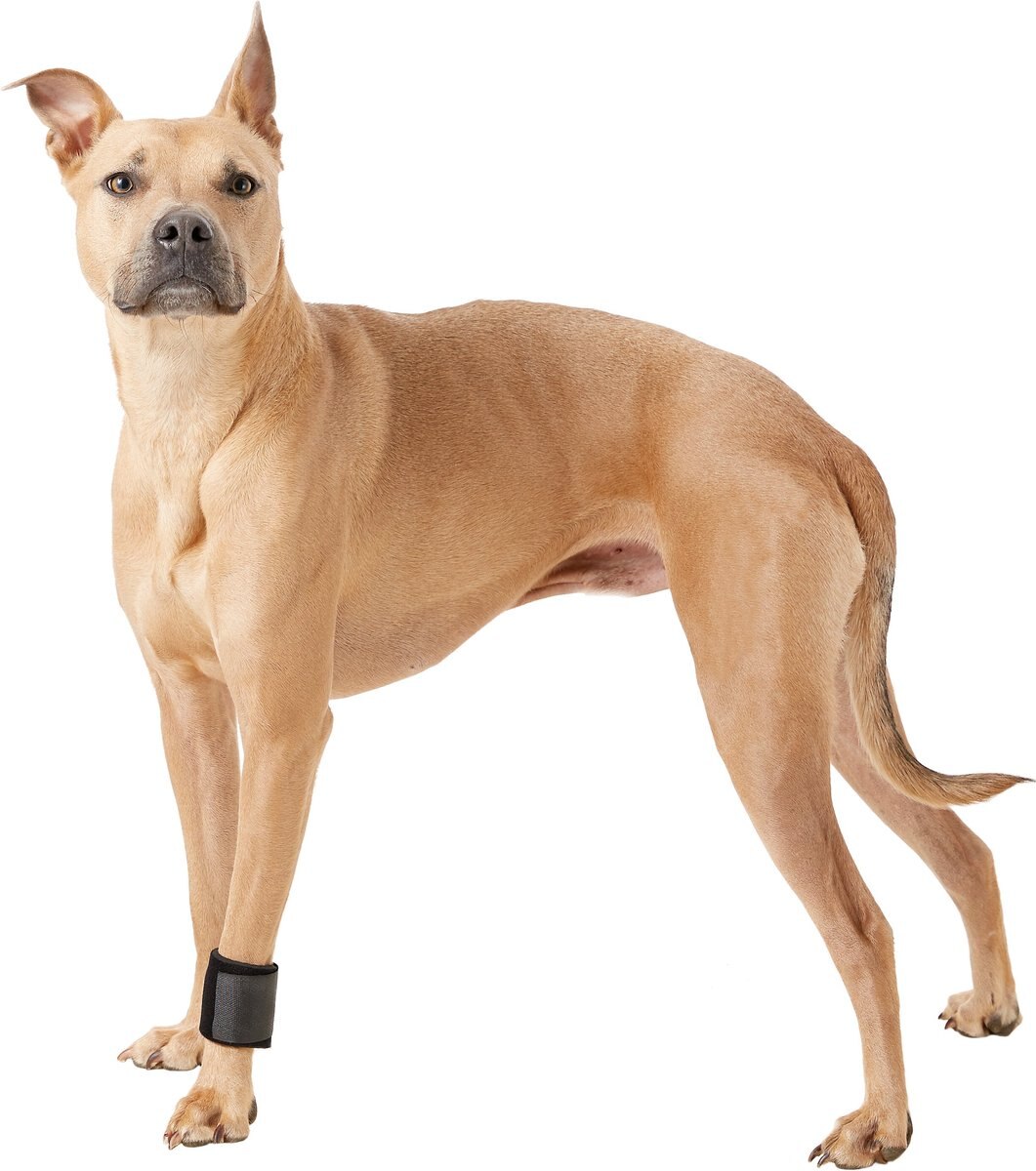 Walkin Pets Dog Wrist Wrap