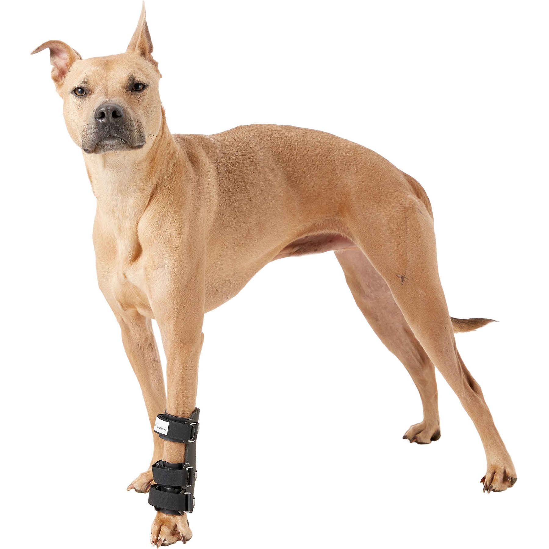 Walkin' Pets Carpal Style Front Leg Dog Splint, Large 