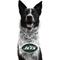 Show in main carousel: Littlearth NFL Fan Chain for Dogs & Cats, New York Jets slide 1 of 6