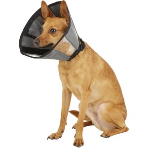 Dogs In A Elizabethan Collar After Care For The A Pet In A Plastic Cone  Looks Away, On The Dogs In A CanStock