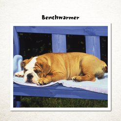 101 Uses for A Bulldog slide 2 of 3