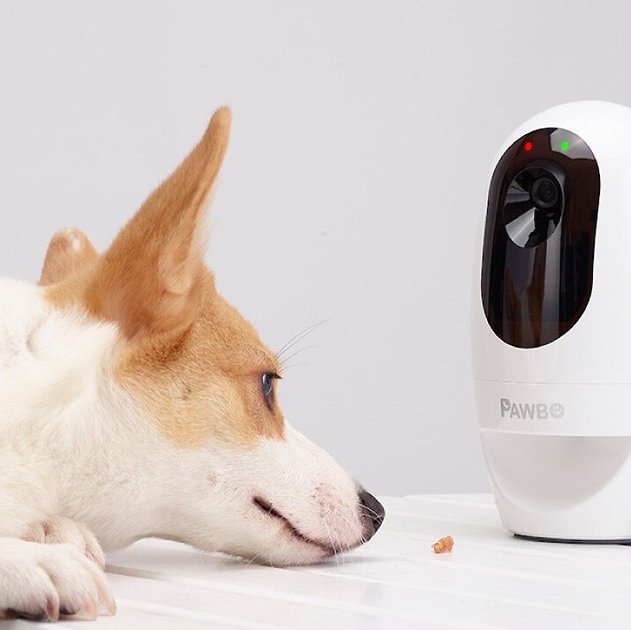 PAWBO+ Wi-Fi Interactive Pet Camera & Treat Dispenser - Chewy.com
