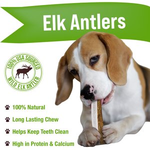 Buck Bone Organics Whole Elk Antler Dog Chews, 4.5 - 5 in