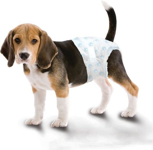 Four Paws Wee-Wee Disposable Dog Diapers. Medium, 12 count slide 1 of 9