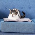 Pet Magasin Thermal Self-Heated Cat Bed, 2-pack, Small Set